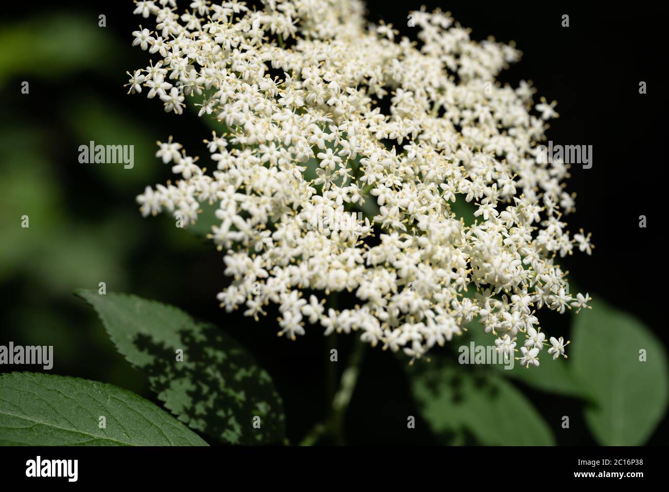 Sambuco (Sambucus nigra), sambuco, Regno Unito Foto Stock