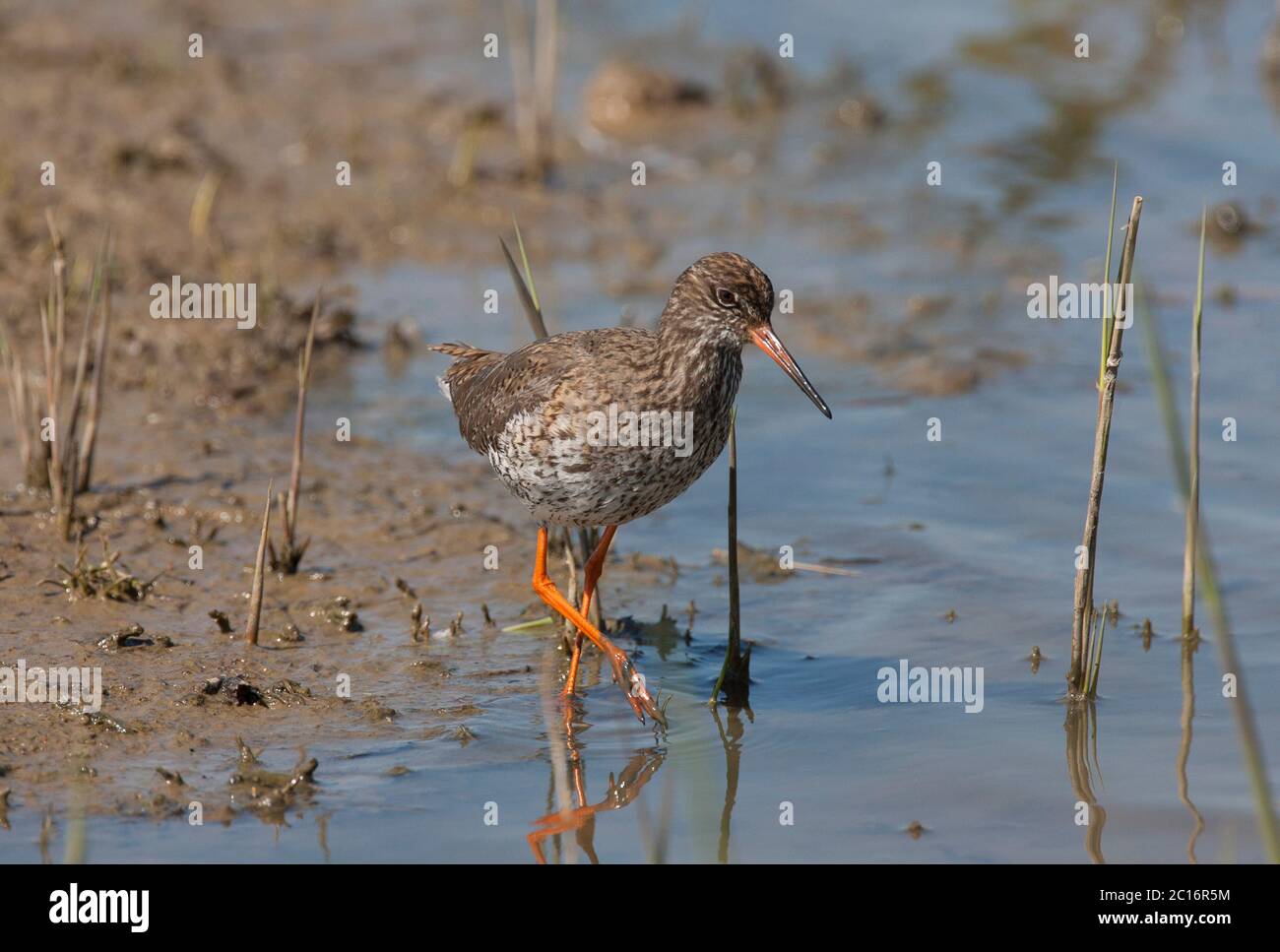 Comune Redshank, Tringa totanus, singolo adulto che guado al bordo della scrape. MINSMSMERE, Suffolk, Regno Unito. Foto Stock