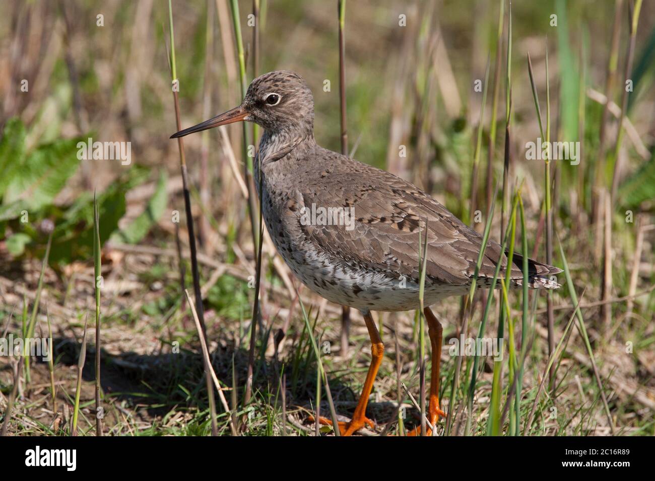 Comune Redshank, Tringa totanus, Ritratto di singolo adulto. MINSMSMERE, Suffolk, Regno Unito. Foto Stock