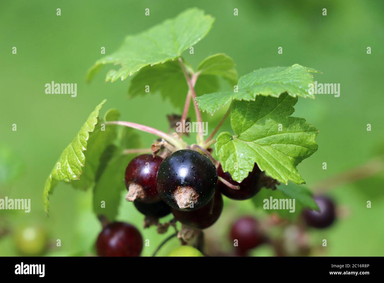 Ribes nero sull'arbusto, cibo sano, Superfood Foto Stock