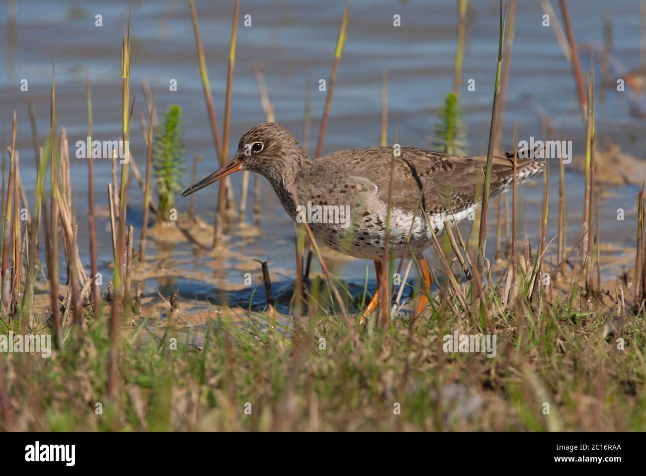Comune Redshank, Tringa totanus, singolo adulto che cammina sul bordo della scrape. MINSMSMERE, Suffolk, Regno Unito. Foto Stock