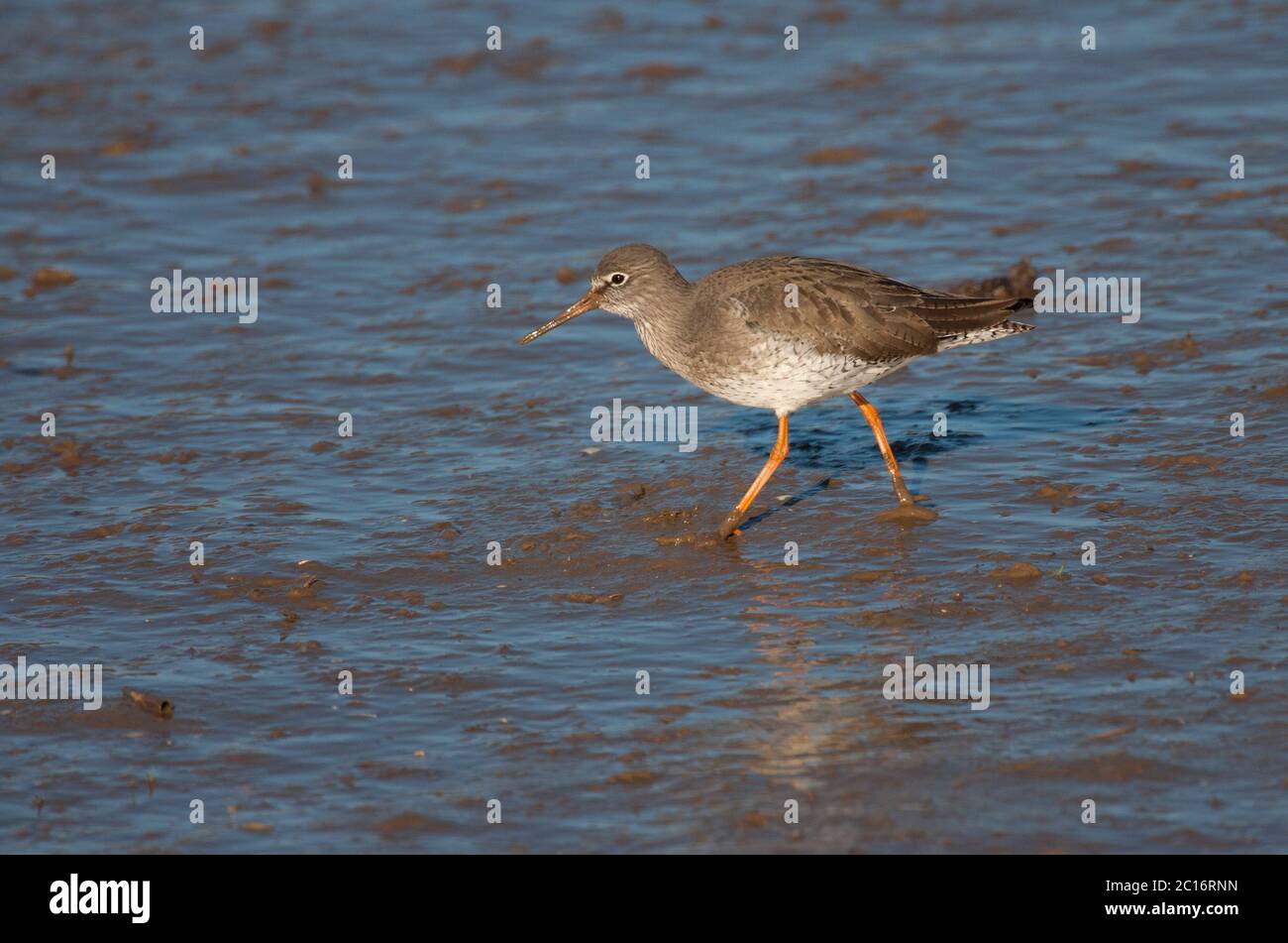 Comune Redshank, Tringa totanus, singolo adulto che cammina sul fango, Norfolk, Regno Unito. Foto Stock