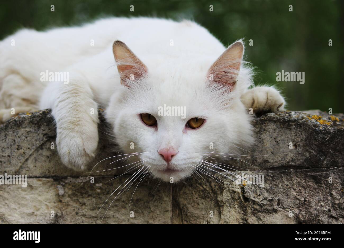 un gatto bianco senza casa con gli occhi arancioni si sta posando all'aperto in una giornata di sole Foto Stock