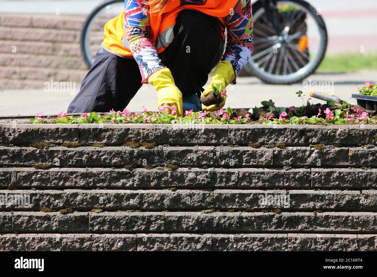 Una donna dei paesaggi di servizio urbano sta piantando i fiori. Foto Stock