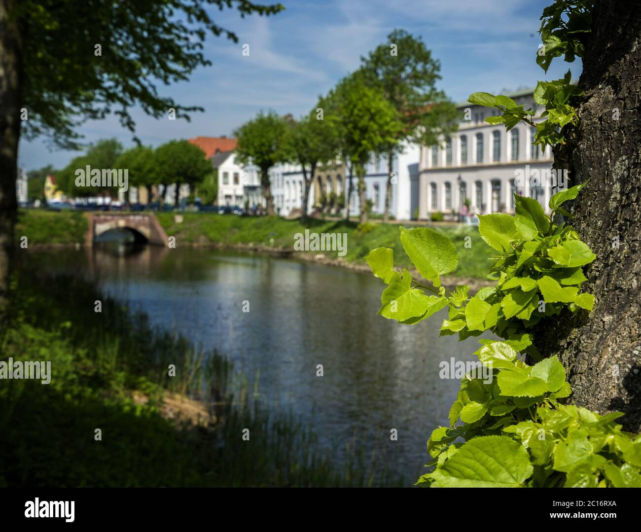 tronco Foto Stock