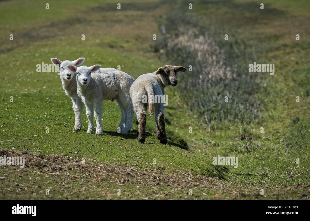 La nuova generazione Foto Stock