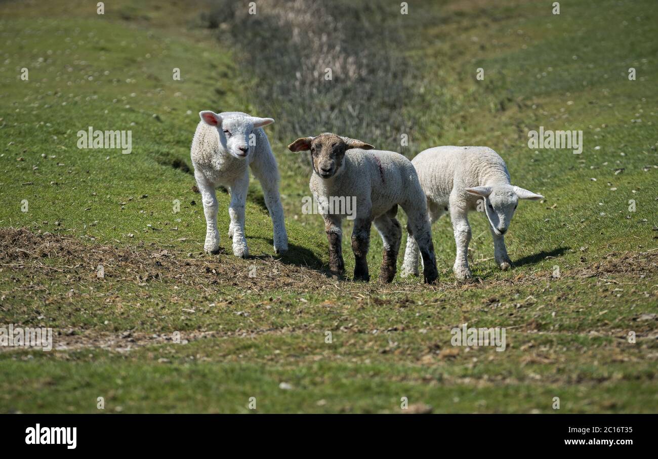 La nuova generazione Foto Stock