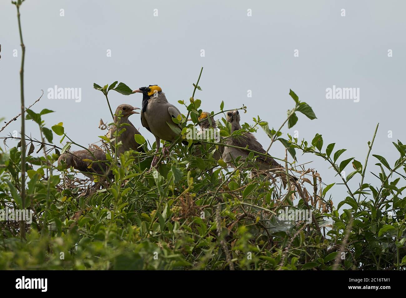 Wattled starring Creatophora cinerea gruppo insieme Bush Foto Stock