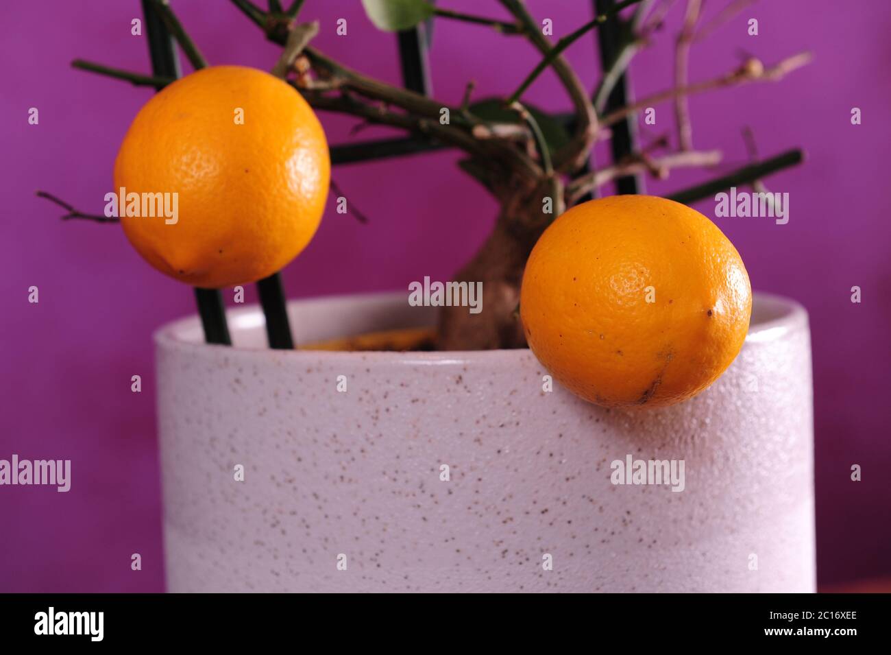 Primo piano di limoni coltivati in casa in pentola. Foto orizzontale di limoni di colore arancione. Foto Stock