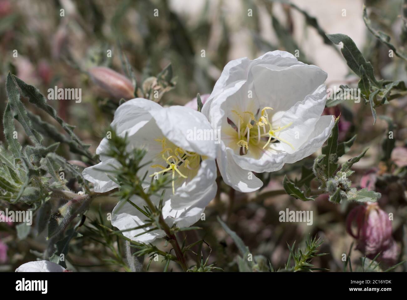 Primrose in California, Oenotera californica, Onagraceae, perenne nativo alle frange della Yucca Valley, deserto del Mojave meridionale, Springtime. Foto Stock