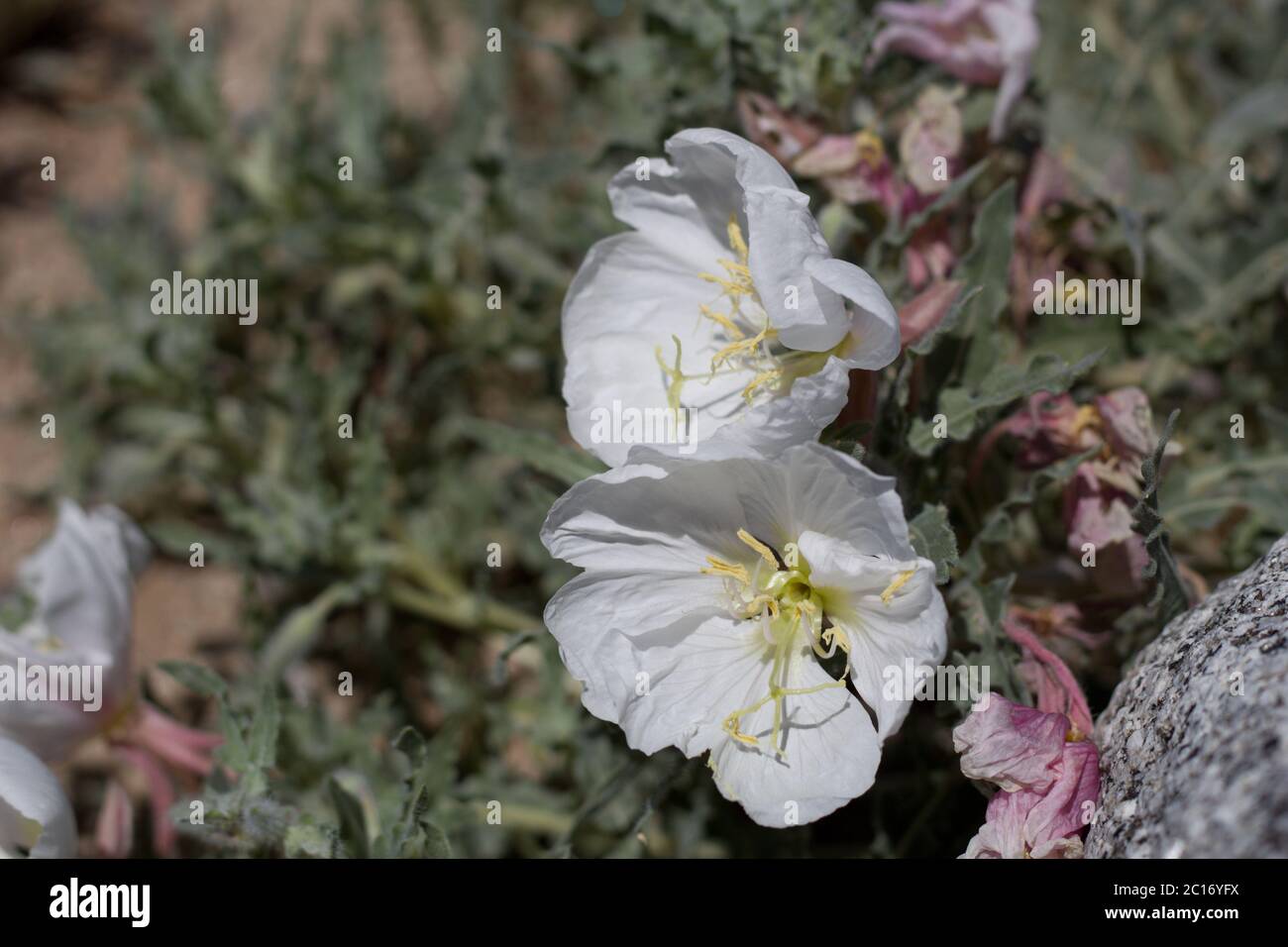 Primrose in California, Oenotera californica, Onagraceae, perenne nativo alle frange della Yucca Valley, deserto del Mojave meridionale, Springtime. Foto Stock