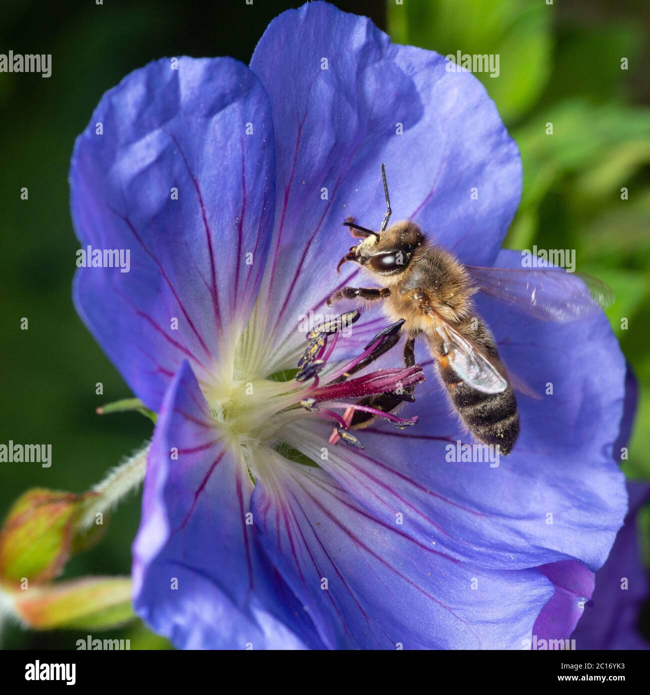 L'ape britannica, la mellifera di API, che atterra lavoratore per nutrire sul nettare di Geranium 'Azure Rush Foto Stock