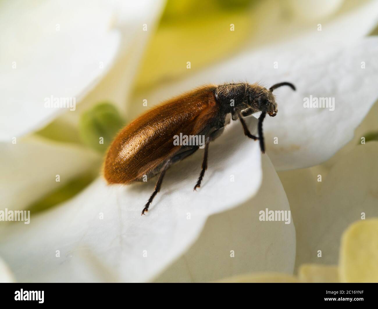 Primo piano del piccolo e peloso Beetle bronzo, laghirta, in un giardino inglese Foto Stock