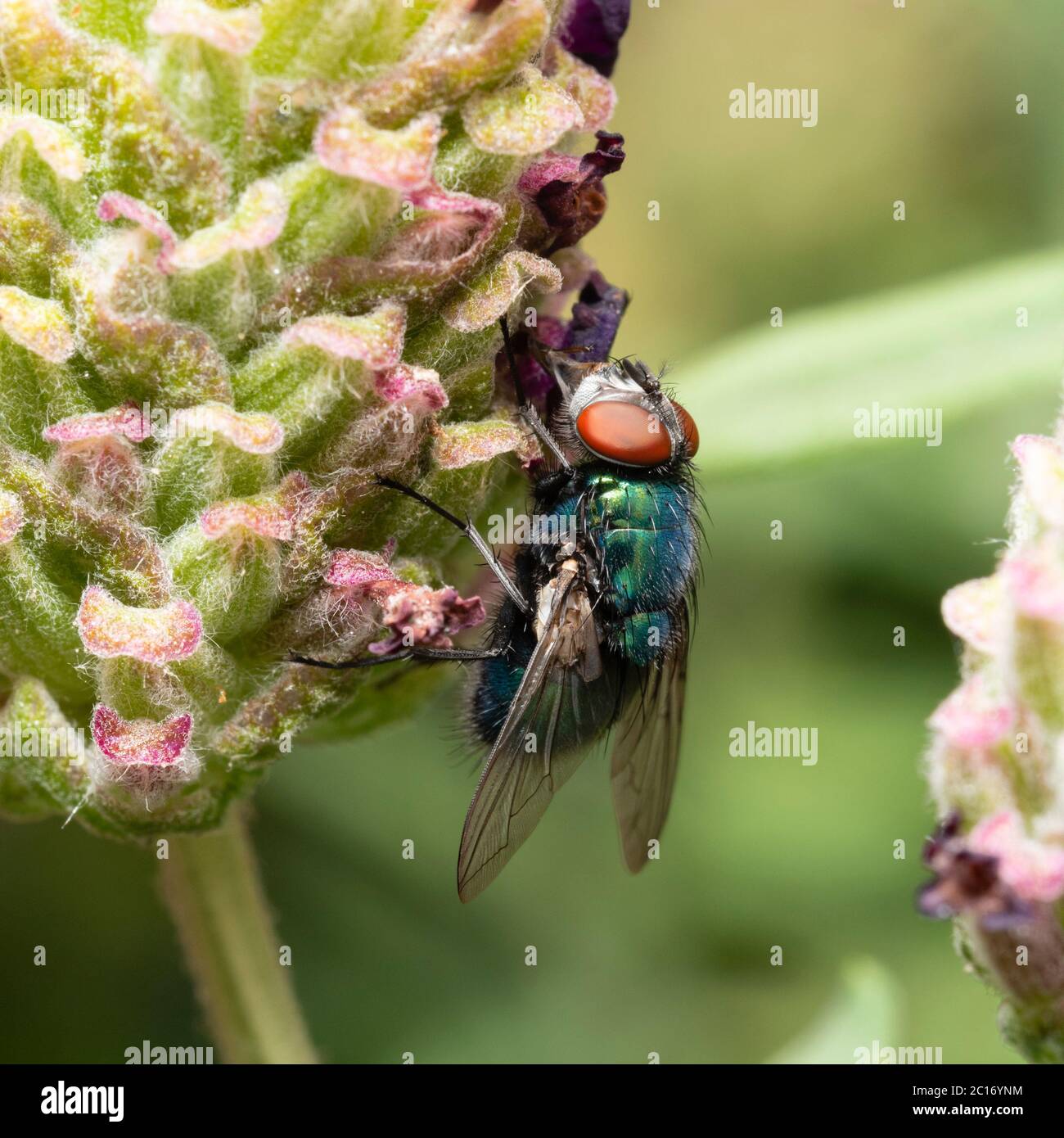 Macro immagine di una mosca da greenbottle per adulti, Lucilia sericata, che si nutre di Lavandula stoechas 'Anouk' in un giardino britannico Foto Stock