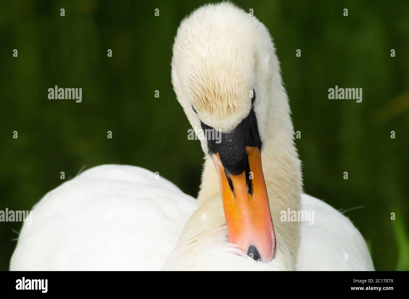 Bianco muto swan Cygnus colore preening piume primo piano testa e collo - uccello anatidae preen pulizia manutenzione bella bella Foto Stock