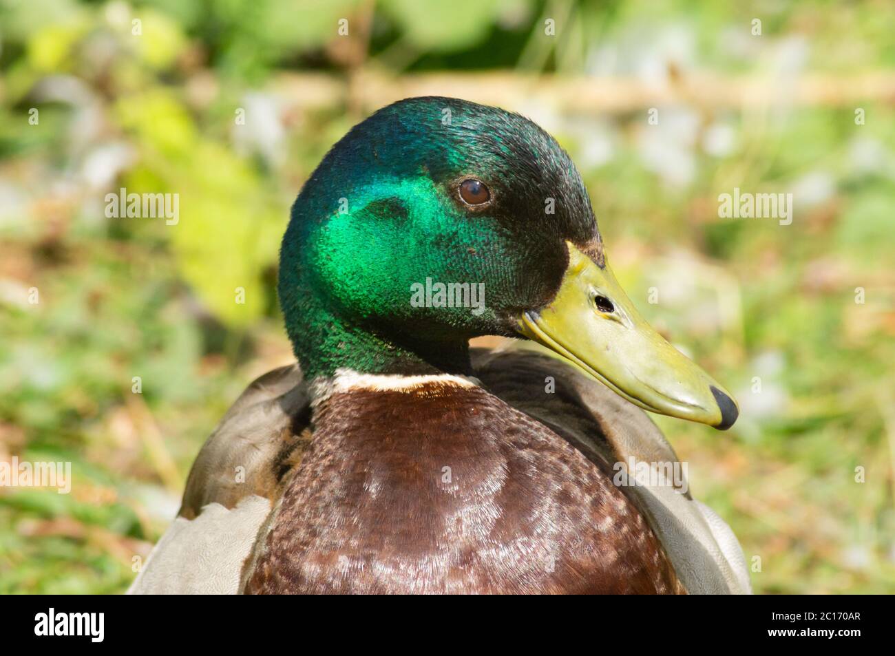 Primo piano di testa colpo di maschio mallard anatra o drake seduto al sole in un parco, mostrando piumaggio - anas platyrhynchos, testa verde, uccello Foto Stock