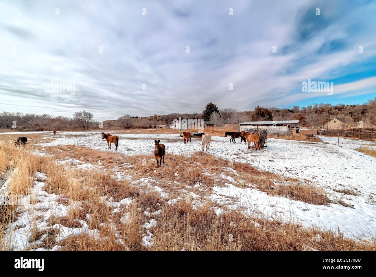Cavalli da pascolo su campi innevati e erbosi sotto il vasto cielo blu nuvoloso in inverno Foto Stock