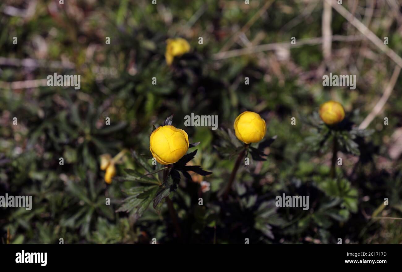 Fiore di globeflower che fiorisce su un prato di montagna Foto Stock