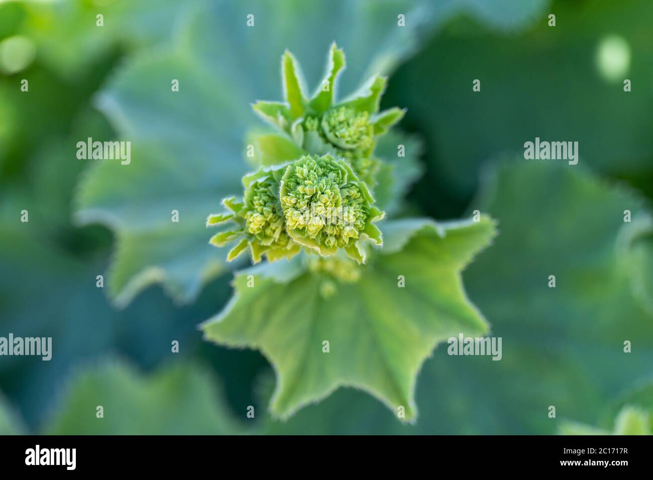 Boccioli di fiori di Alchemilla mollis, pianta conosciuta anche come manto da signora o da donna Foto Stock