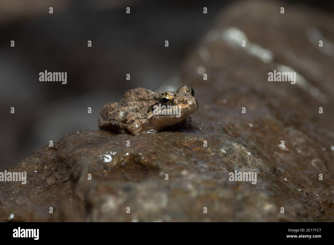 Fejervarya specie, Pune, Maharashtra, India Foto Stock