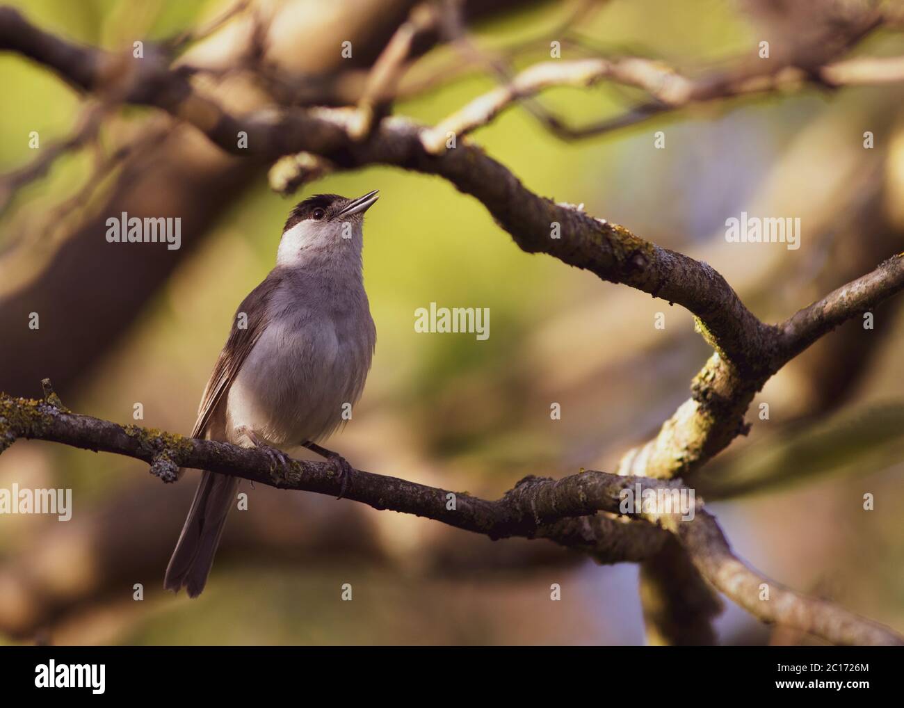 il wheater settentrionale piccolo uccello su un albero corteccia ritratto primo piano Foto Stock