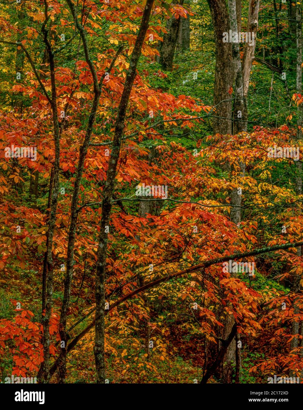 Colore dell'autunno, Great Smoky Mountains National Park, Carolina del Nord Foto Stock