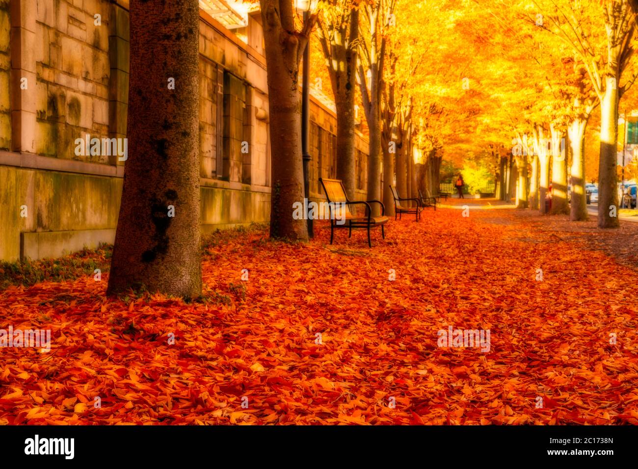 Incredibile scenario autunnale a Princeton, New Jersey Foto Stock