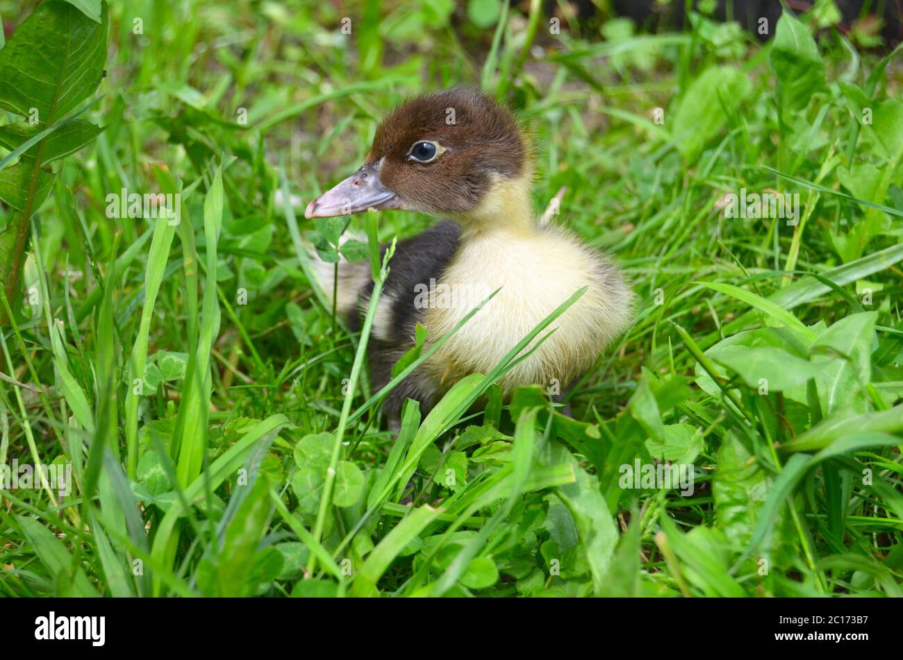 Il piccolo closeup di anatra muschio Foto Stock