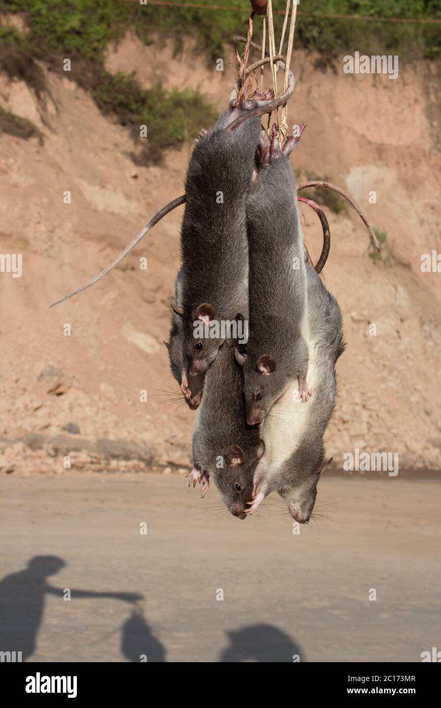 Ratto in vendita presso il mercato umido, Dimapur, Nagaland, India Foto Stock
