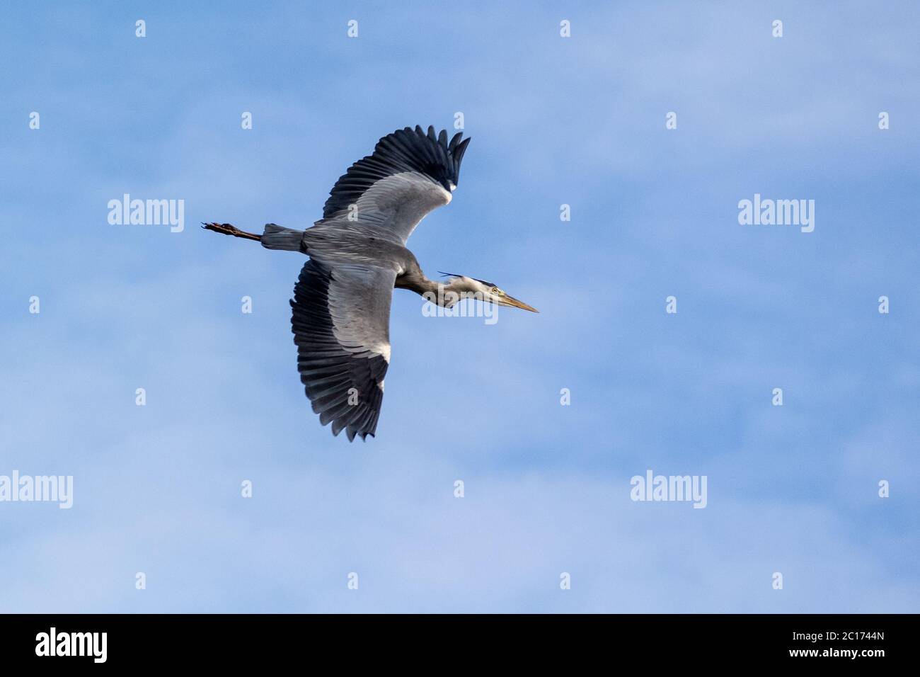 Gray Heron in volo che mostra grande apertura alare Foto Stock