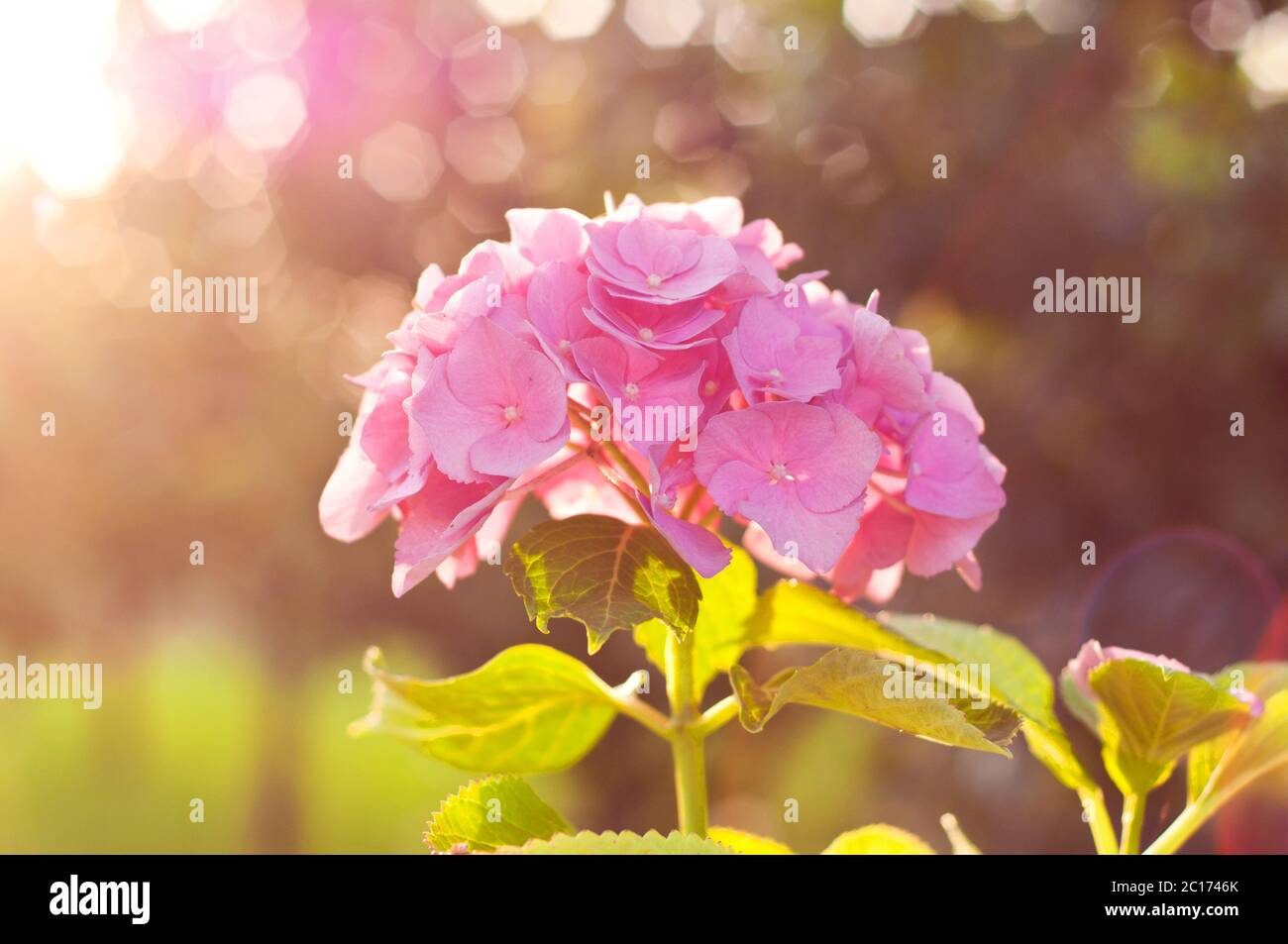 Bel fiore rosa di idrangea con foglie contro la luce solare con bokeh. Foto d'atmosfera del giardino estivo Foto Stock