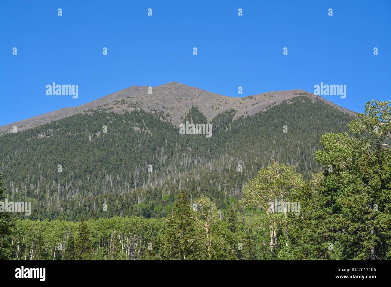 La vista del Monte Humphreys e del suo picco di Agassiz. Uno dei picchi di San Francisco nella Arizona Pine Forest. Vicino a Flagstaff, Coconino County, Arizona Foto Stock