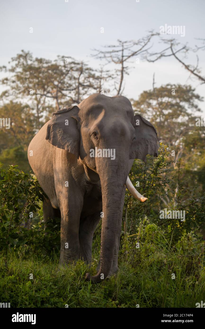 Elefante asiatico, Elephas maximus indicus, Kaziranga Tiger Reserve, Assam, India Foto Stock