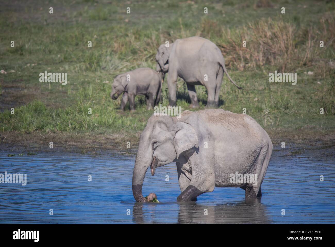 Elefante asiatico, Elephas maximus indicus, Kaziranga Tiger Reserve, Assam, India Foto Stock
