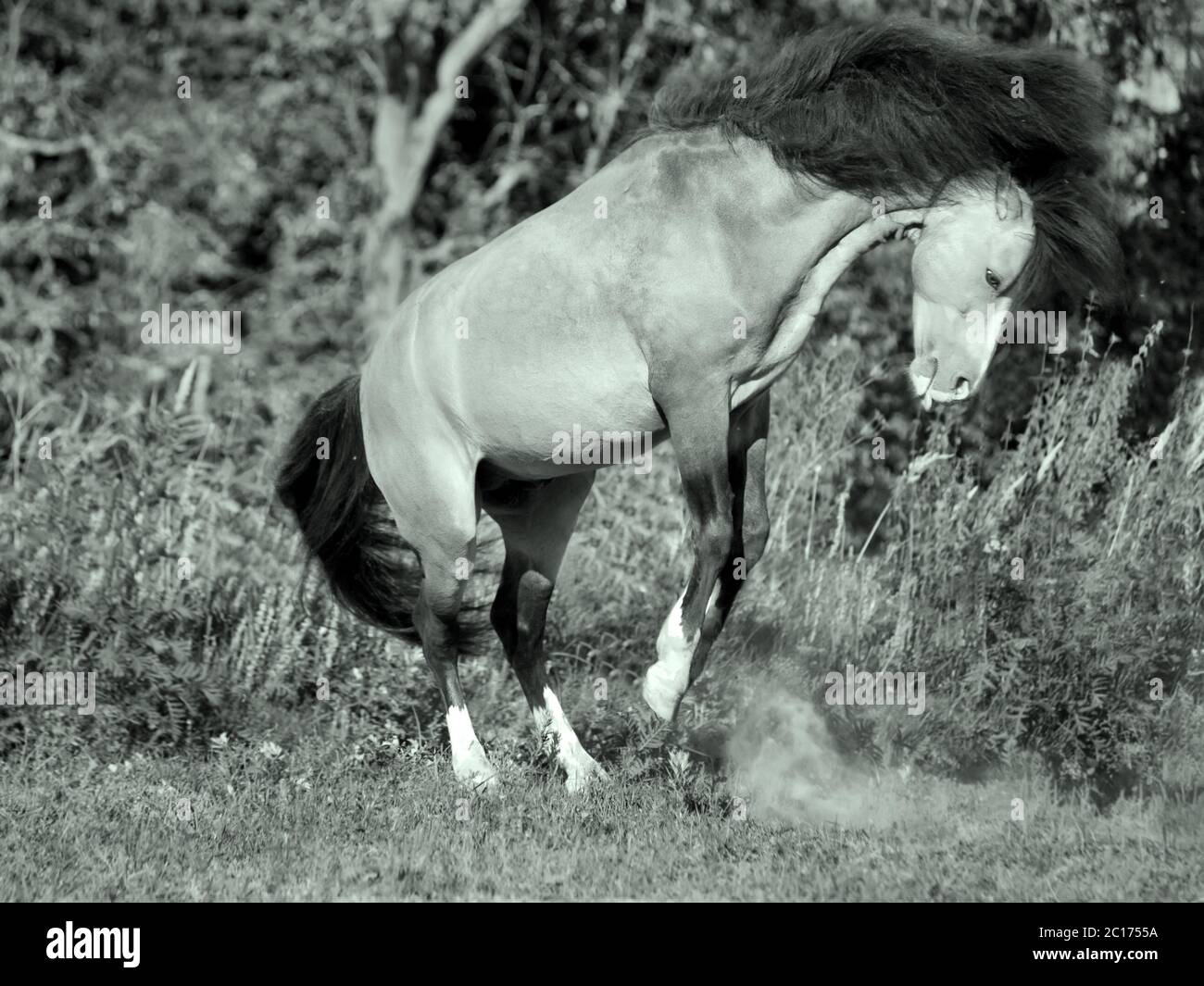 Daino Pony Welsh in movimento Foto Stock