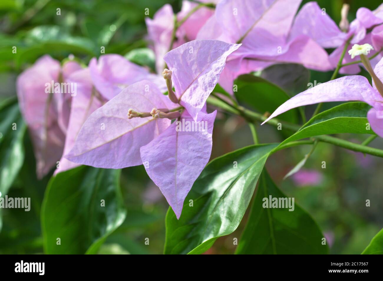 Il Bougainvillea spectabilis Foto Stock