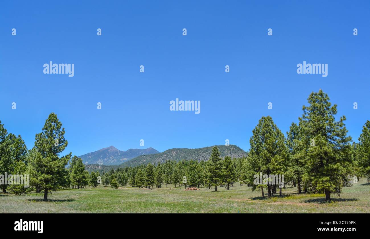 La vista del Monte Humphreys e del suo picco di Agassiz. Uno dei picchi di San Francisco nella Arizona Pine Forest. Vicino a Flagstaff, Coconino County, Arizona Foto Stock