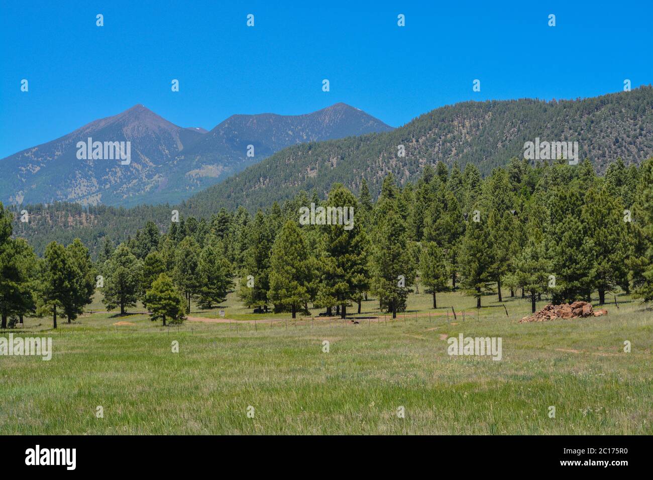 La vista del Monte Humphreys e del suo picco di Agassiz. Uno dei picchi di San Francisco nella Arizona Pine Forest. Vicino a Flagstaff, Coconino County, Arizona Foto Stock