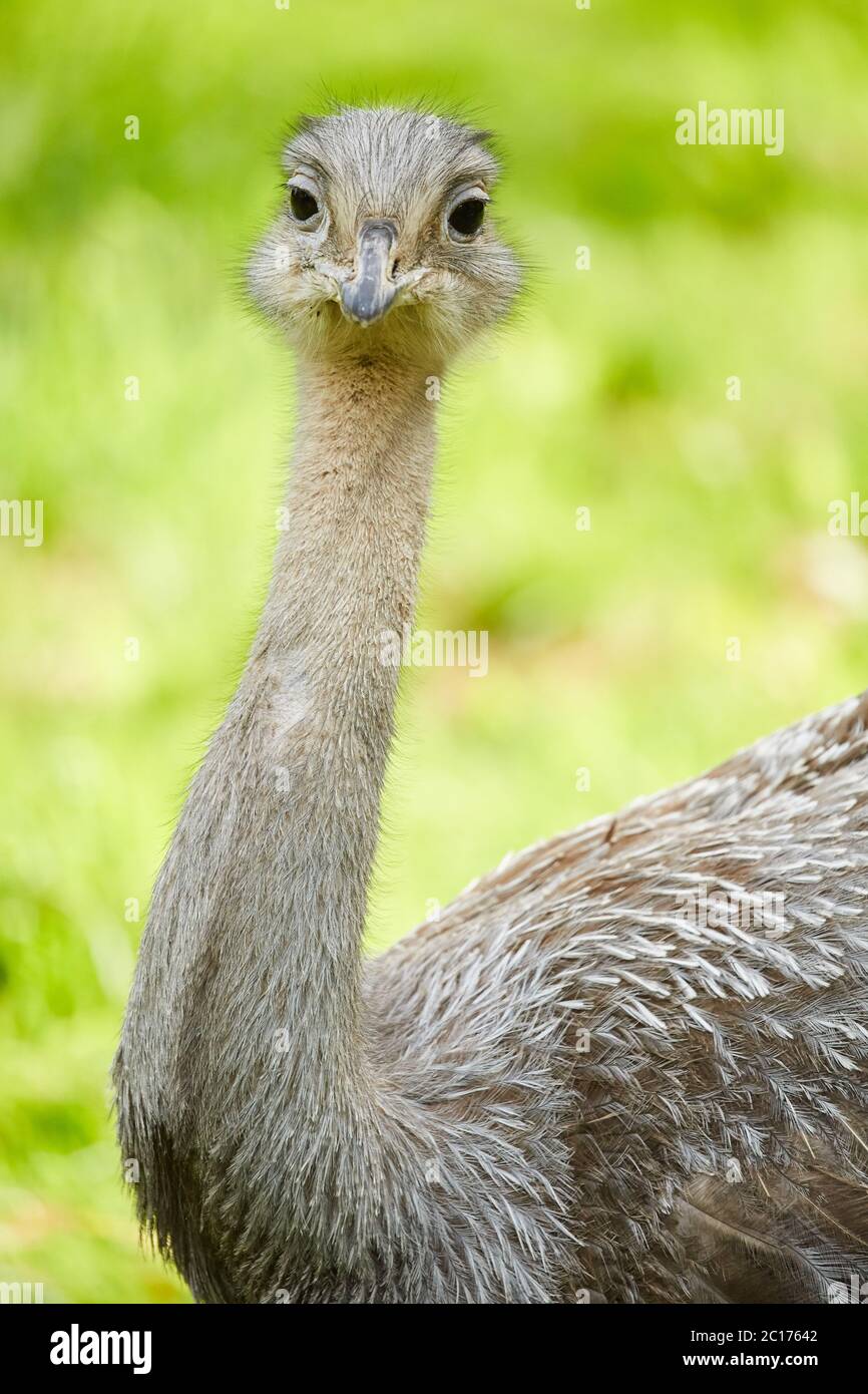 Emu Foto Stock