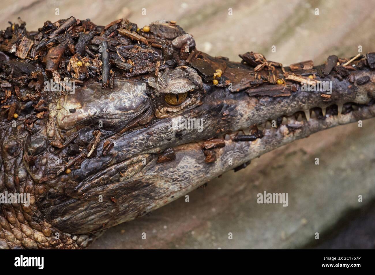 Gharial coccodrillo Foto Stock