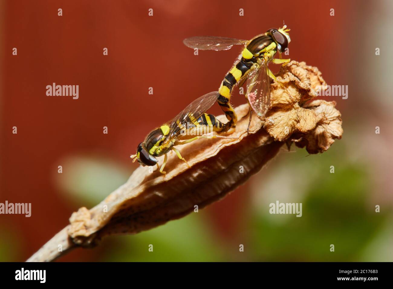 Insetti nel mio giardino Foto Stock