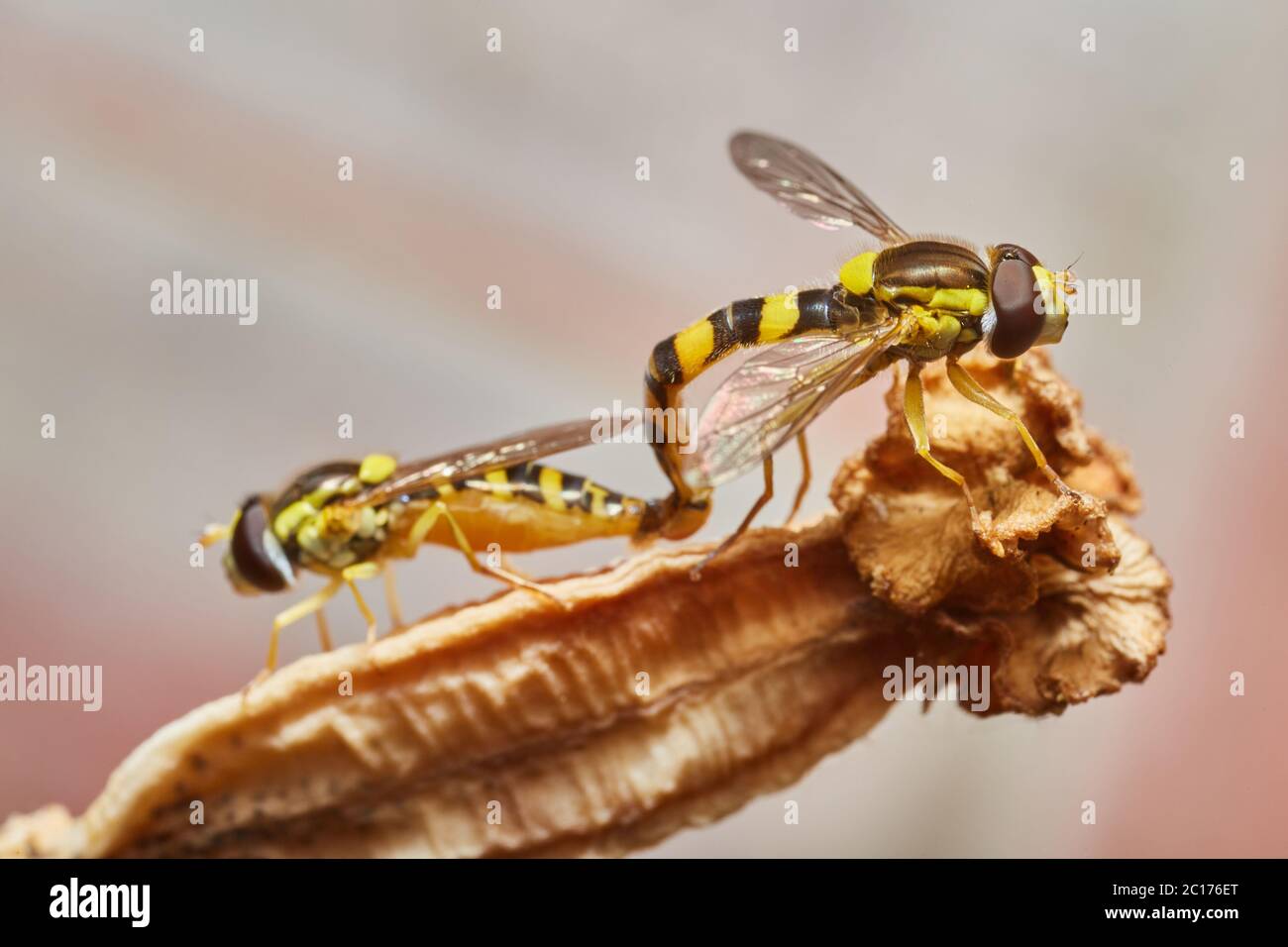 Insetti nel mio giardino Foto Stock