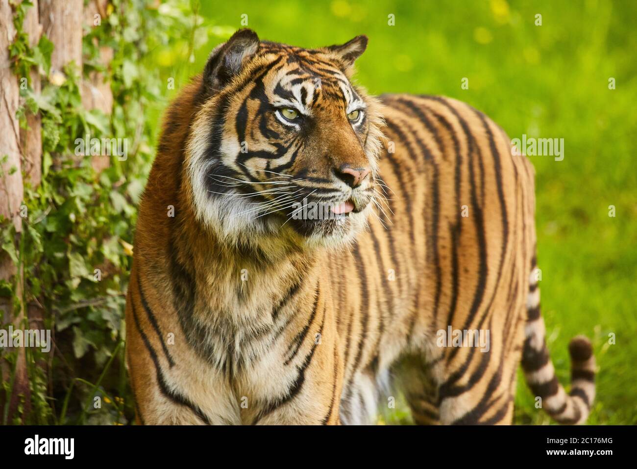 Tigre di Sumatra Foto Stock