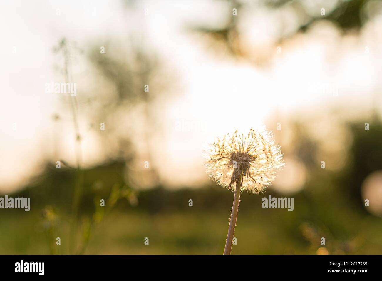 Floristry, giorno delle donne, giorno della madre, giorno di San Valentino, concetto di festa - prato con dente di leone e fiori selvatici sagome sullo sfondo di raggi di sole Foto Stock