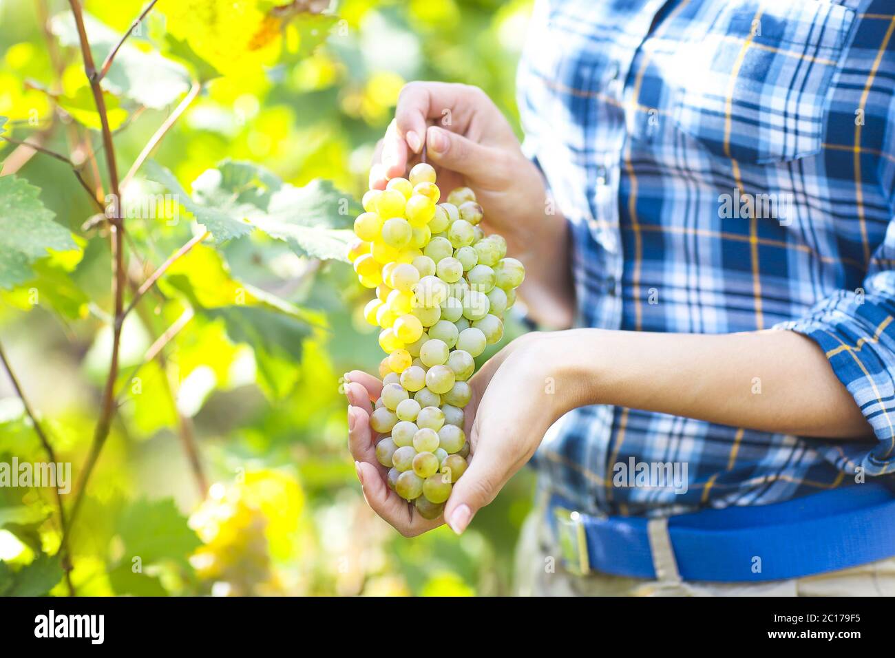 Vendemmia. Coltivatore con uve raccolte di fresco. Foto Stock