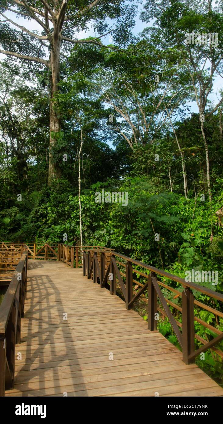 Percorso sopraelevato costruito con legno attraverso una foresta nella regione amazzonica con sfondo verde vegetazione Foto Stock