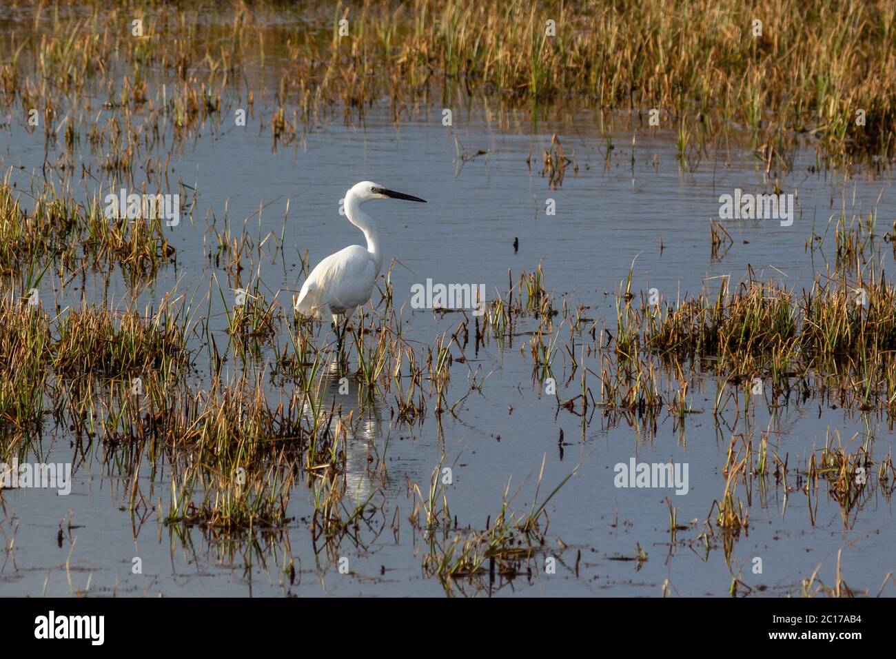 Little Egret guadi in terreno paludoso Foto Stock