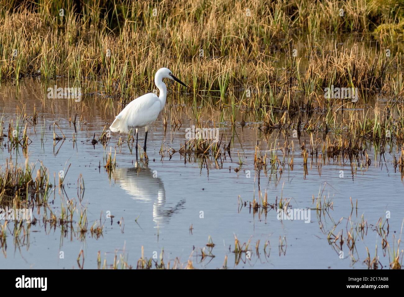 Little Egret guado in terreno paludoso riflesso in acqua Foto Stock