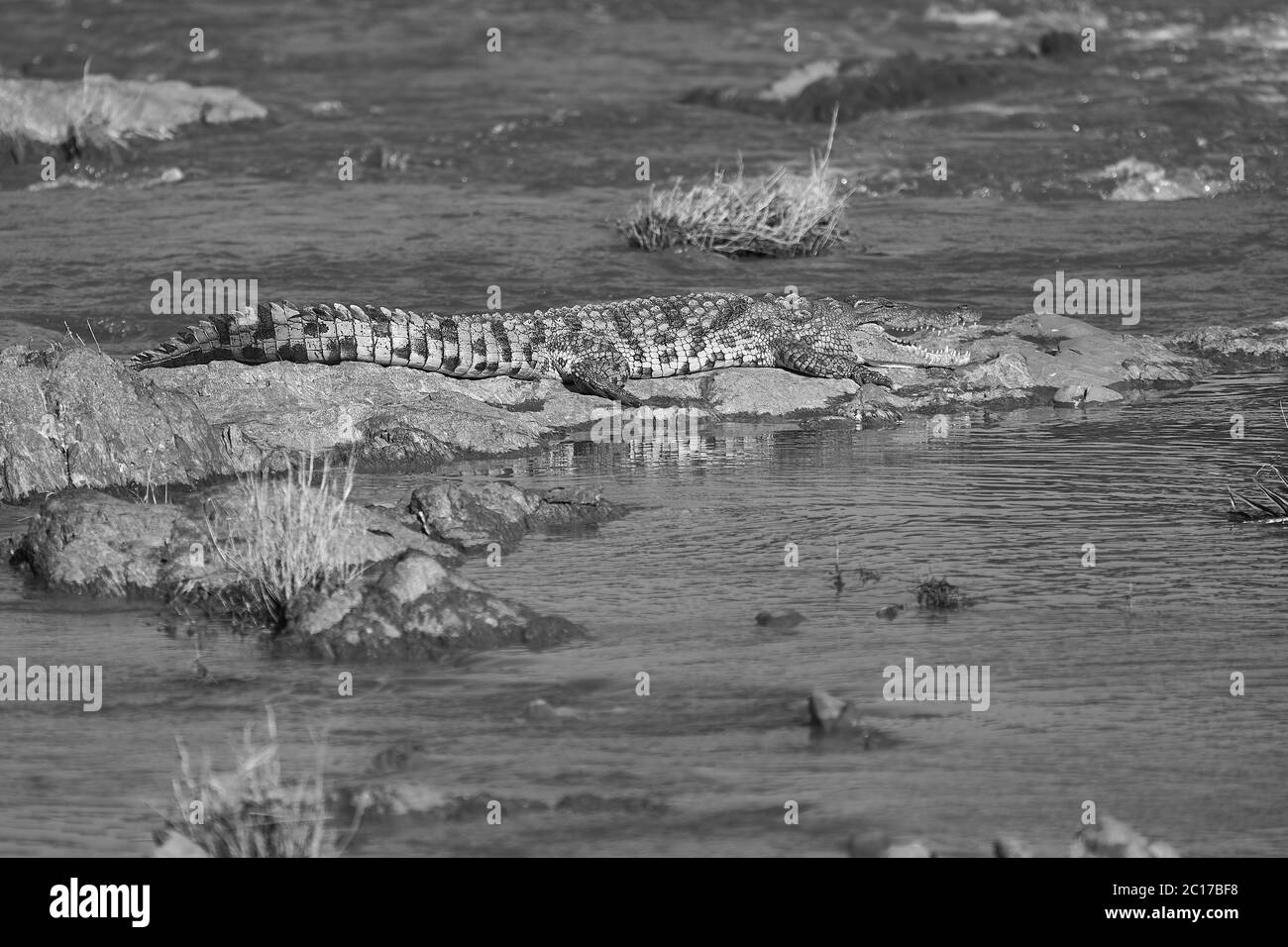 Coccodrillo del Nilo Crocodylus niloticus coccodrillo grande al fiume Serengeti Foto Stock