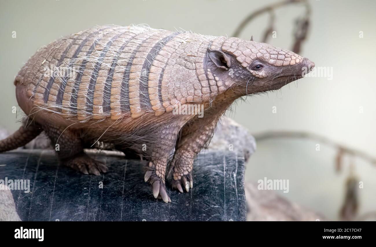 Six Banded Armadillo Immagini e Fotos Stock - Alamy